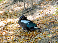 Cairina moschata domestica