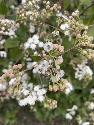 Ageratina adenophora