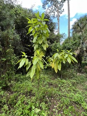 Alstonia macrophylla