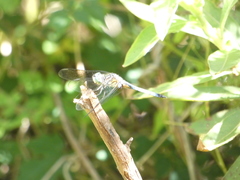 Pachydiplax longipennis