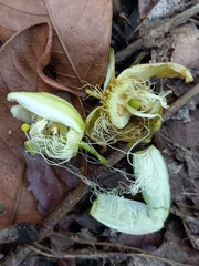 Passiflora intricata