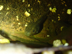 Anaxyrus boreas