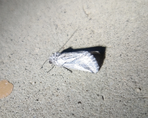 iNaturalist observation photo of Oxycnemis fusimacula