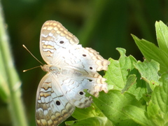 Anartia jatrophae