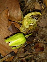 Passiflora intricata