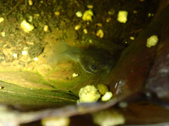 Anaxyrus boreas