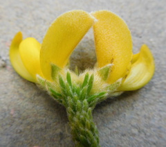 Aspalathus triquetra