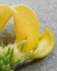 Aspalathus triquetra