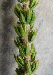 Aspalathus triquetra