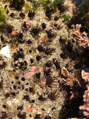 Dodecaceria fewkesi