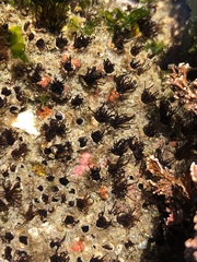Dodecaceria fewkesi