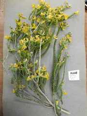 Aspalathus triquetra