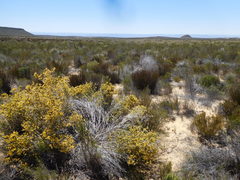 Aspalathus triquetra