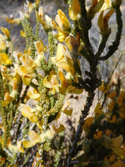 Aspalathus triquetra