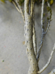 Aspalathus triquetra