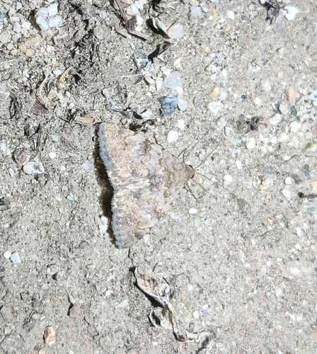 iNaturalist observation photo of Bird Toxonprucha