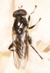 Chalcosyrphus nemorum