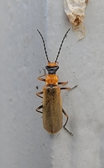 Podabrus cavicollis