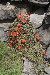 Lobivia silvestrii