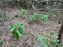 Alstonia macrophylla