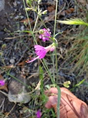 Mirabilis coccinea