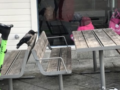 Corvus cornix