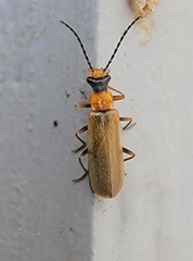 Podabrus cavicollis