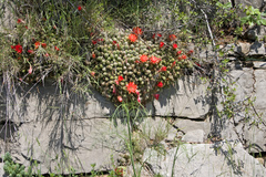 Lobivia silvestrii