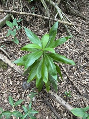 Alstonia macrophylla