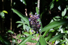 Dichorisandra thyrsiflora