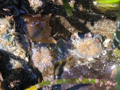 Aulactinia incubans