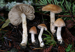Inocybe oetziana
