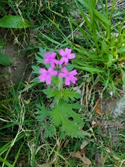 Glandularia chiricahensis