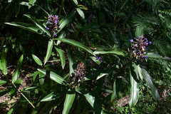 Dichorisandra thyrsiflora