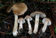 Inocybe oetziana