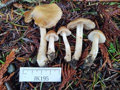 Inocybe oetziana