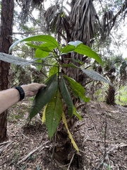 Alstonia macrophylla