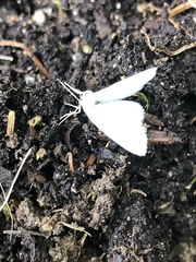 Lomographa vestaliata