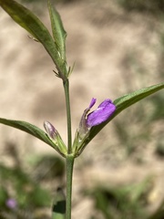 Dicliptera resupinata