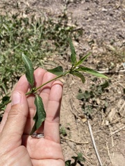 Dicliptera resupinata