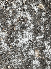 Cyanobacteria