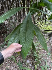 Alstonia macrophylla
