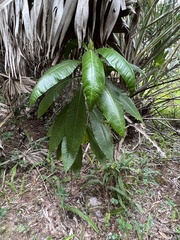 Alstonia macrophylla