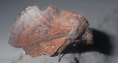 Phyllodesma kermesifolia