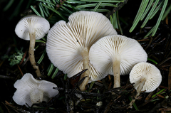 Leucocybe candicans