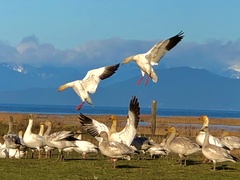 Anser caerulescens caerulescens