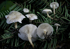 Leucocybe candicans