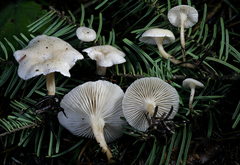 Leucocybe candicans