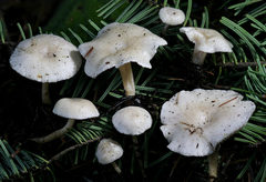 Leucocybe candicans