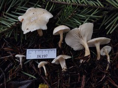 Leucocybe candicans